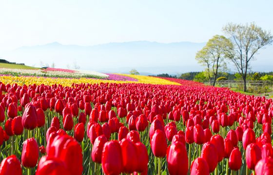 【2024年版】春の阿蘇エリアで花巡り。桜やチューリップなどが咲く絶景スポットへ