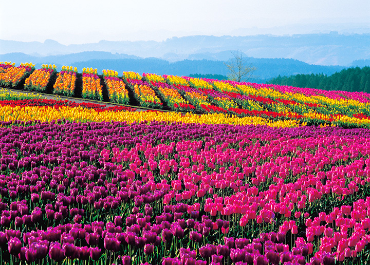 阿蘇の大自然とピンクに黄色、赤などに染まる花畑を一度に楽しめる、撮影にも絶好のスポット