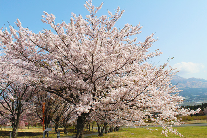 フィールド脇に並ぶ桜並木を散策するもよし、少し遠くからピンクに染まった一帯を眺めるのもおすすめ