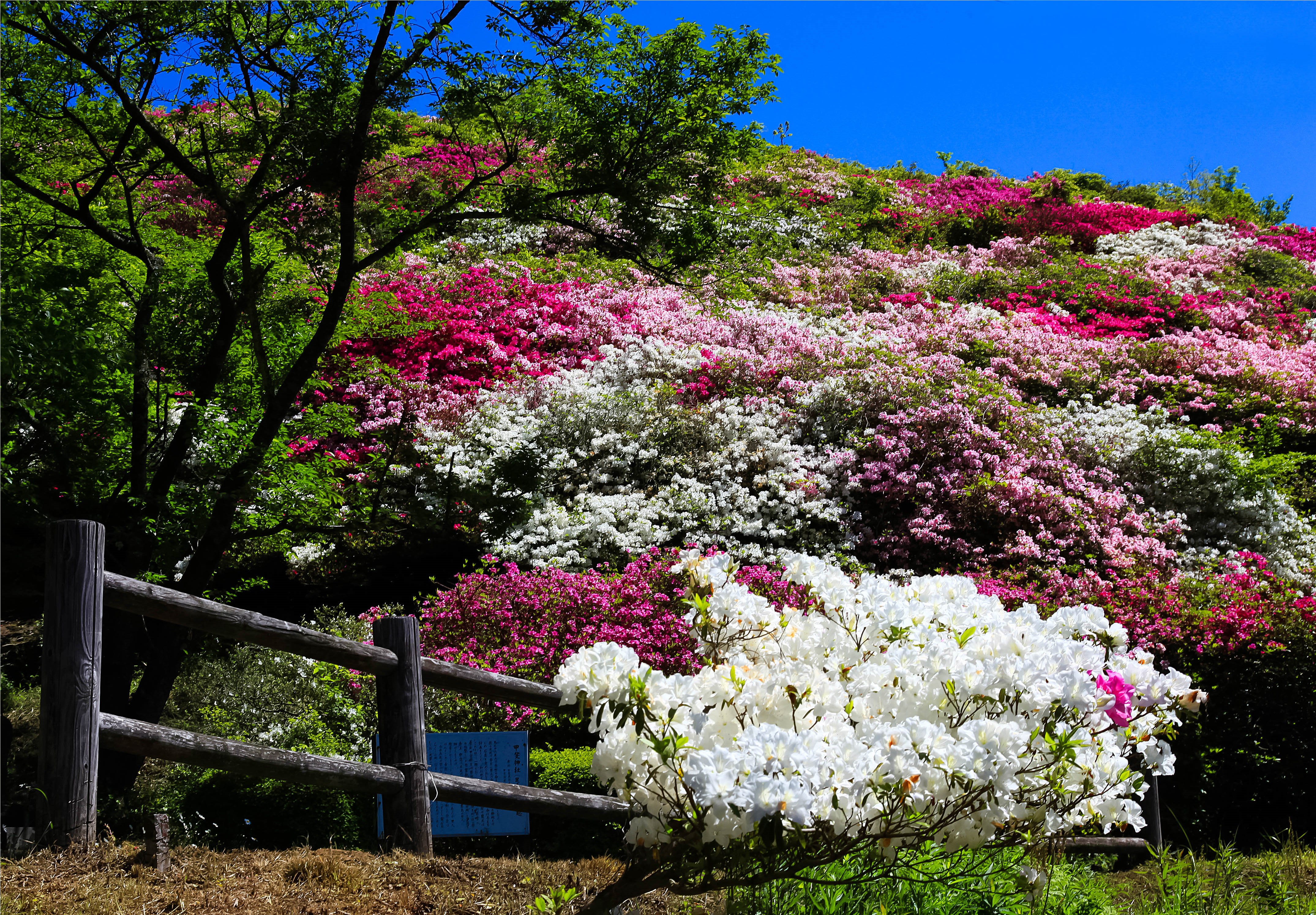 小高い丘にあり、お花見と眺望を同時に満喫できる