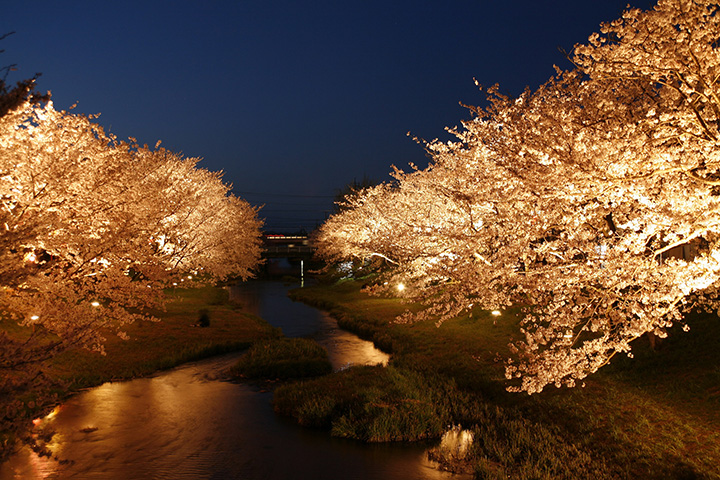 【2024年版】出雲・松江エリアのお花見スポット7選。桜の他、牡丹やチューリップも