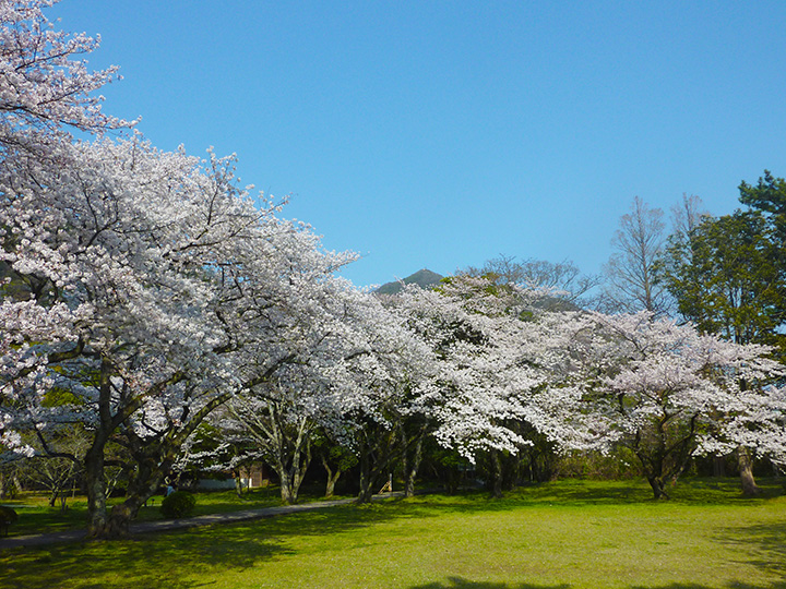 境内の裏にそびえる八雲山をバックに桜を観ることができる