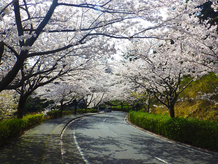 公園の入り口から桜並木がお出迎え