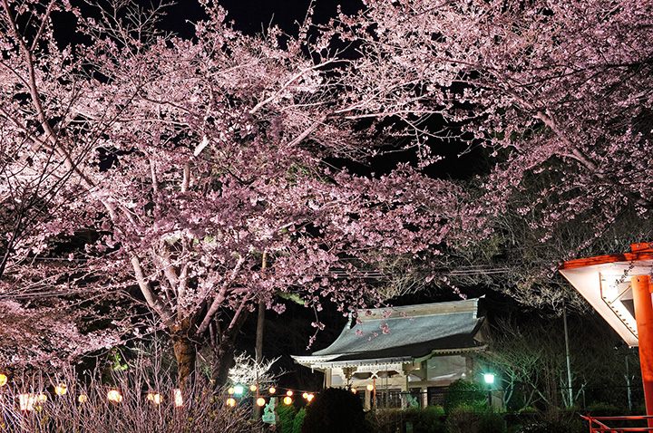 【2024年版】日光・鬼怒川の春を彩る桜の名所や祭り7選