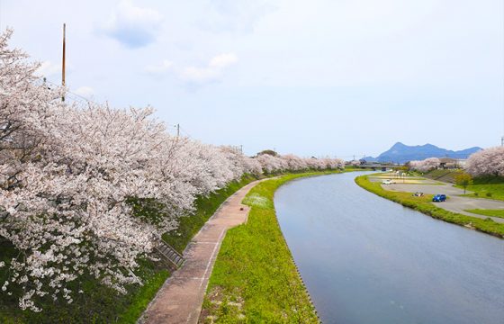 【2024年版】山口県・長門市の桜やツツジのお花見スポット6選