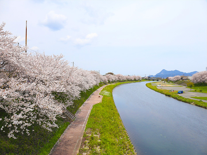 【2024年版】山口県・長門市の桜やツツジのお花見スポット6選