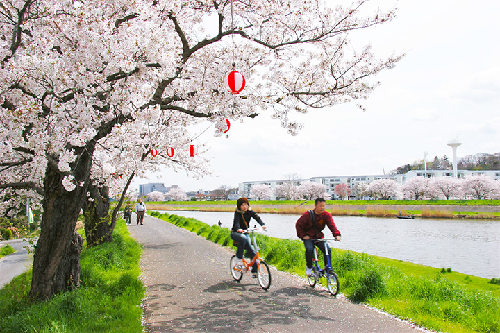 【2024年版】桜の街・土浦市で「土浦桜まつり2024」を満喫