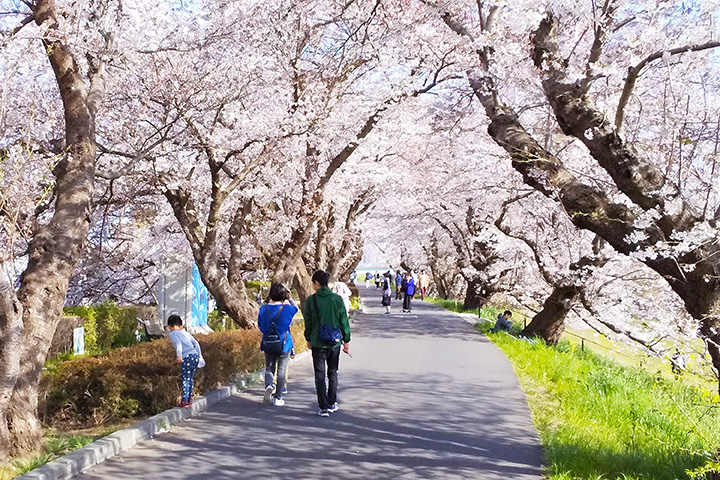 土浦橋の北側にある遊歩道を西へ進むと、桜のトンネルが。途中には、この桜並木の起源となった「道祖神社」も