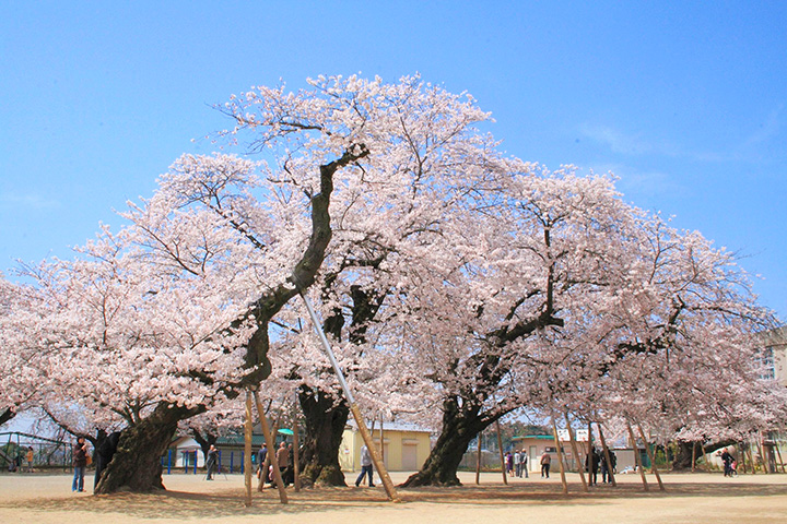 全国でも指折りのソメイヨシノの古木。傘を広げたような美しい姿で見応え十分