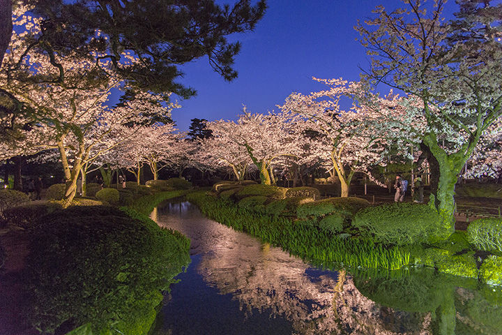 ライトアップされた桜が水辺を染め上げ、幻想的な雰囲気に