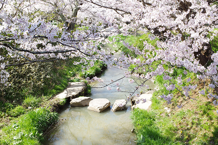 熊坂川が流れる大聖寺（だいしょうじ）地区は石川県内の南端にあたり、金沢よりも早くお花見が楽しめるスポットとして人気
