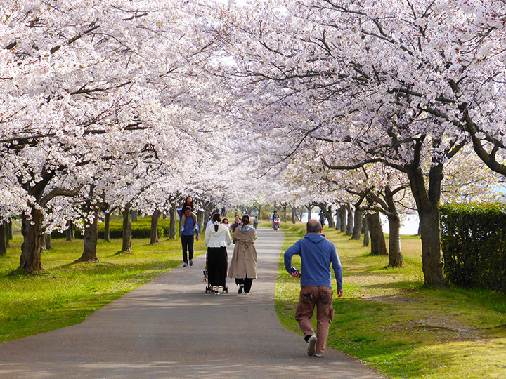 どこまでも続く桜の回廊は圧巻。ウォーキングやランニングを楽しむ市民で早朝からにぎわう
