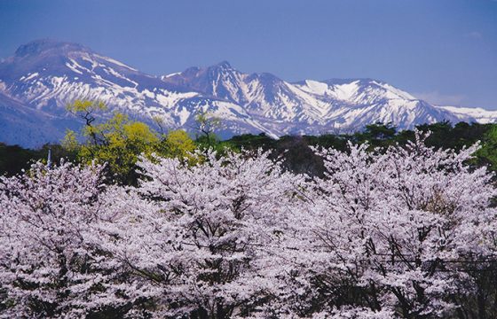 【2024年版】那須の春を彩る桜、チューリップなどのお花見名所5選