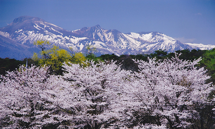 桜が開花する時期の那須連山には雪が残っていることが多く、桜がより一層映える