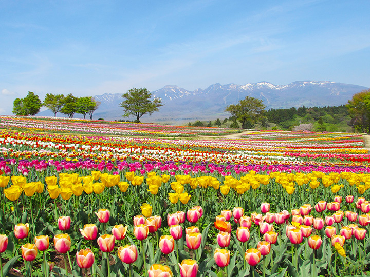 色とりどりのチューリップが咲き乱れる様は「那須花（なすか）の地上絵」と呼ばれる