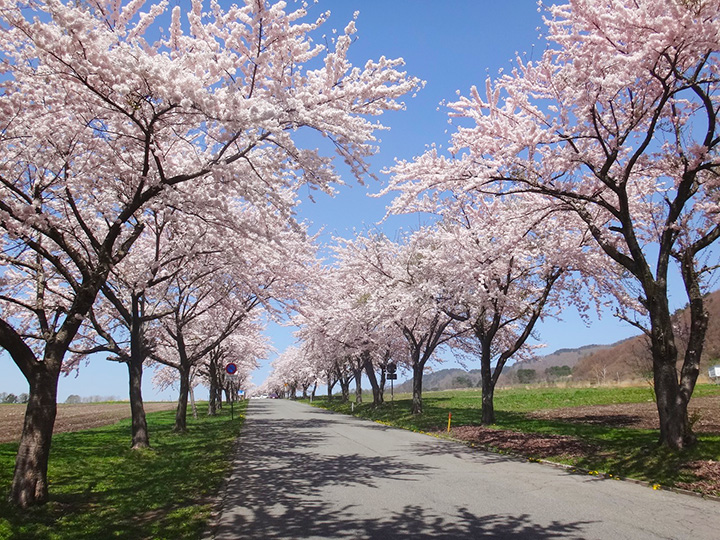 牧場内を走る公道を彩る桜並木