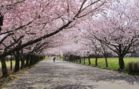 【2024年版】加賀・小松エリアの桜の名所7選