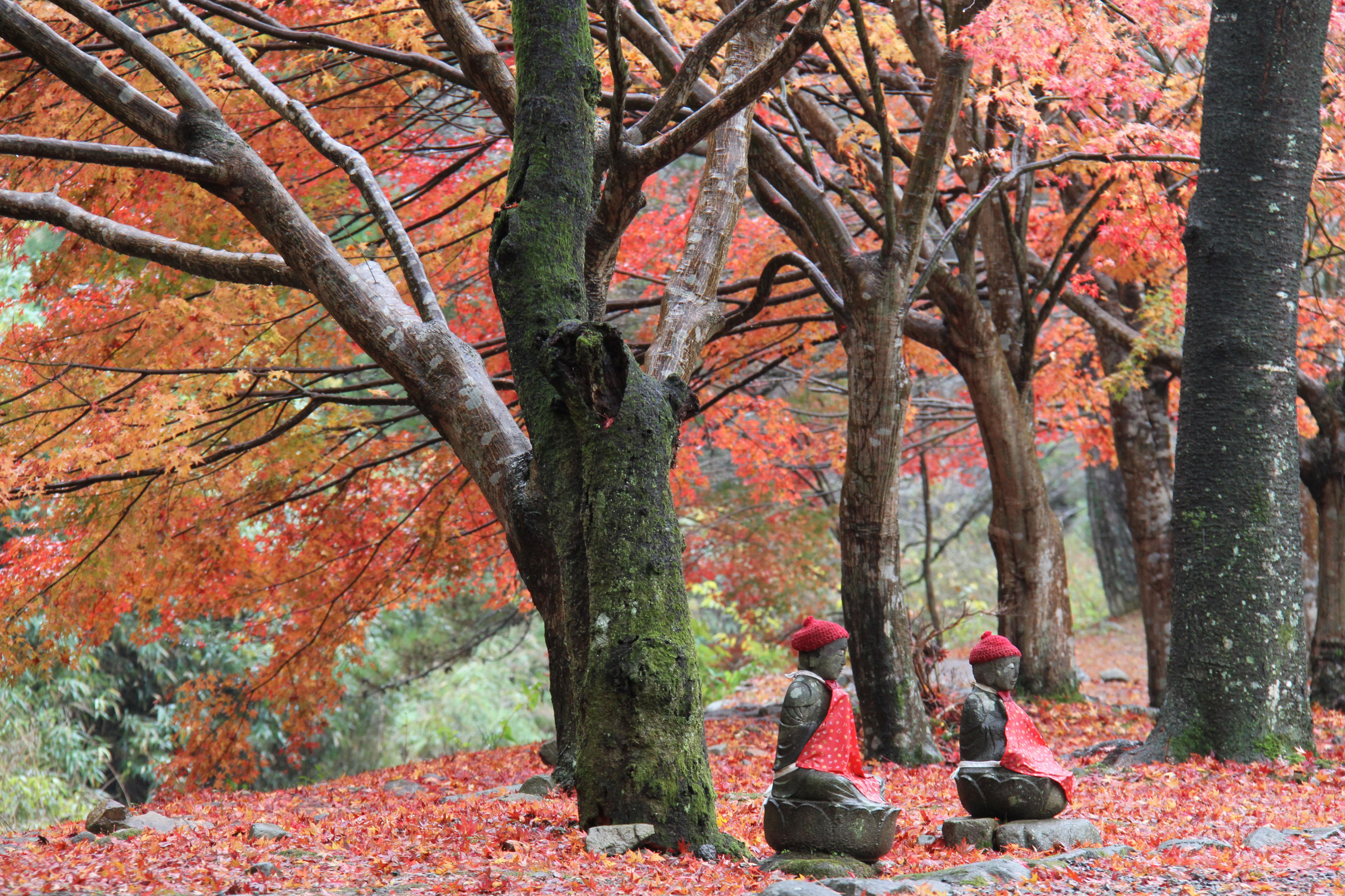 赤く染まったモミジが鮮やかな秋の「大寧寺」