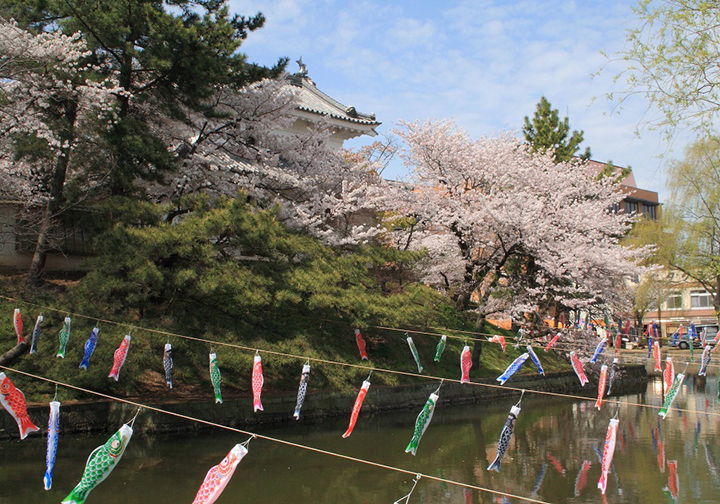 満開の桜と鯉のぼりに彩られた春の「亀城公園」