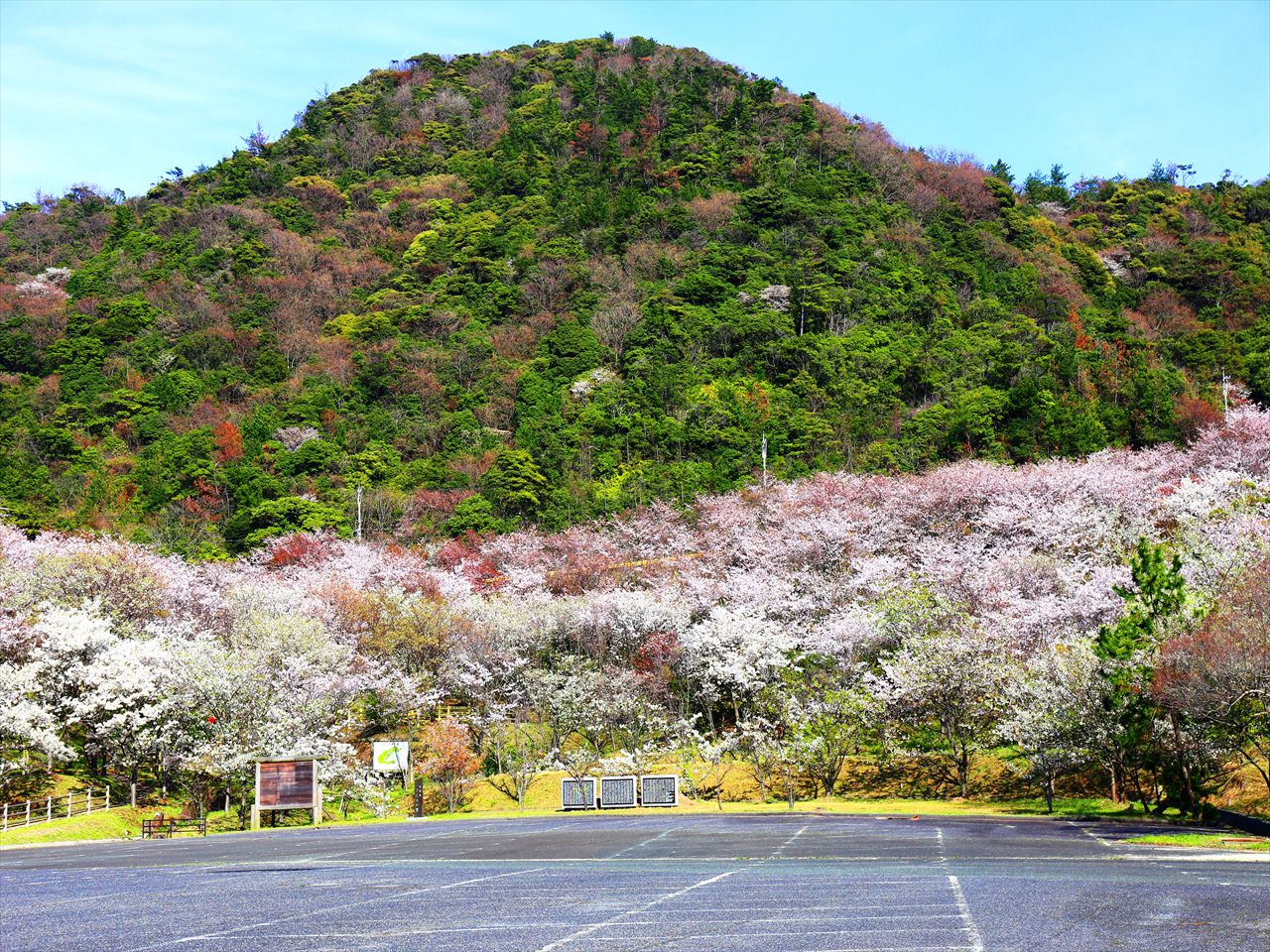丘陵の緑にソメイヨシノのピンクが映える「青海島さくらの里」