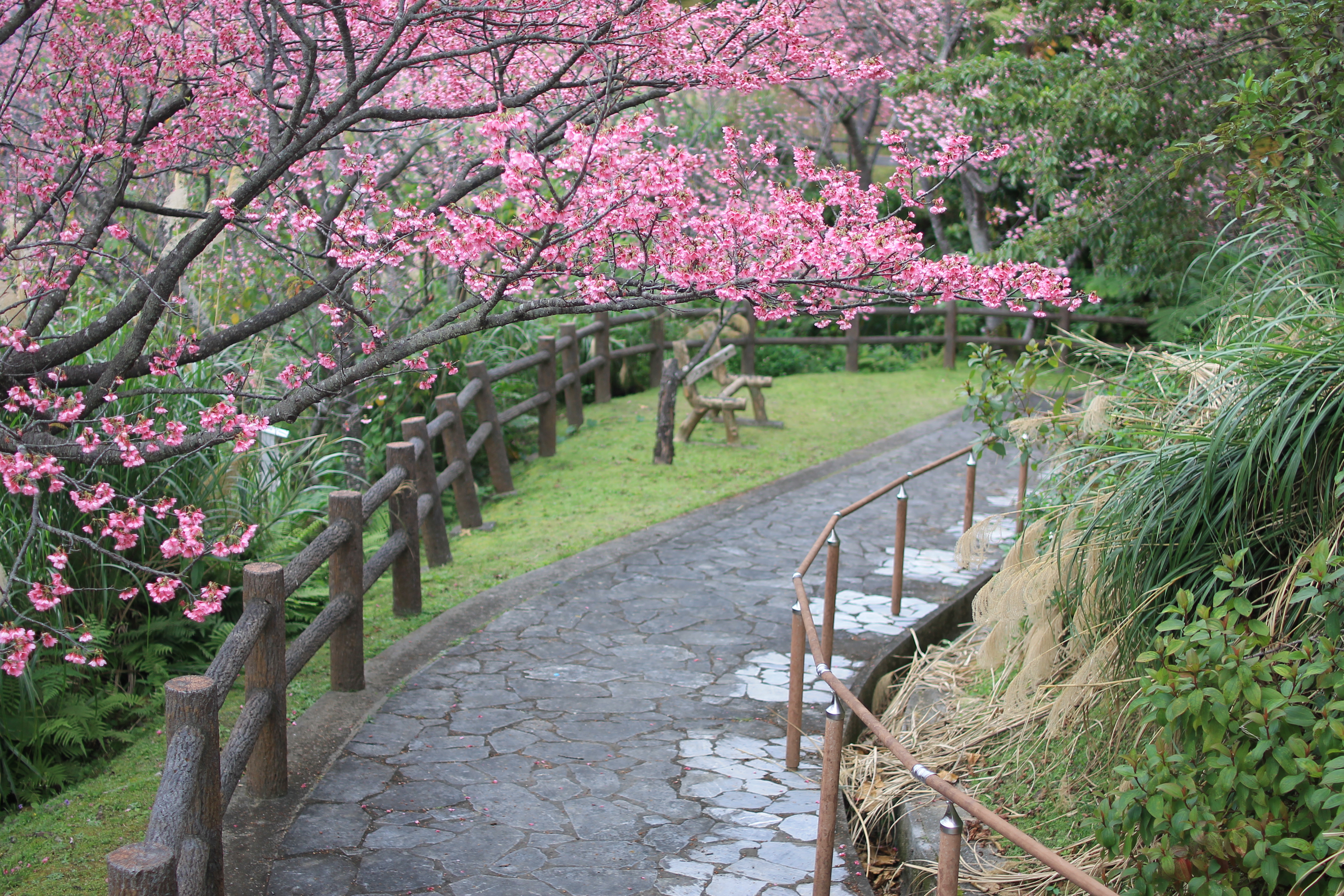 「名護中央公園」を彩る寒緋（かんひ）桜
