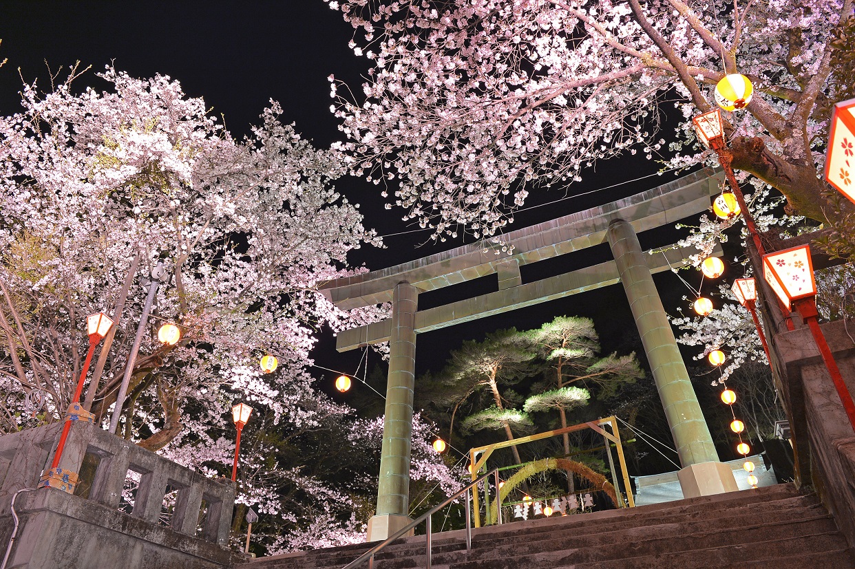 ライトアップに浮かび上がる鬼怒川護国神社の夜桜