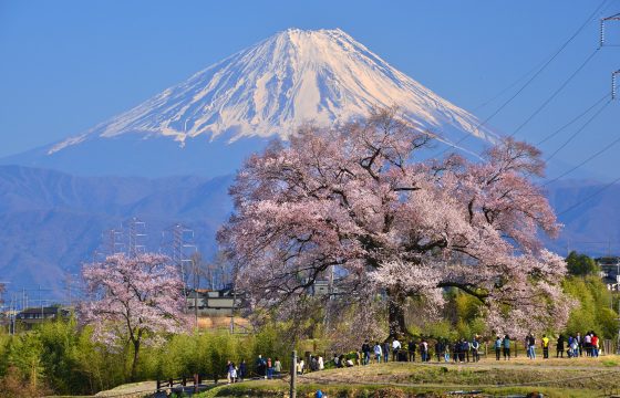 【2026年版】八ヶ岳・清里・小淵沢エリアでおすすめの桜の名所5選