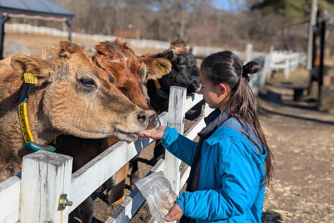 ジャージー牛のエサやり体験500円
