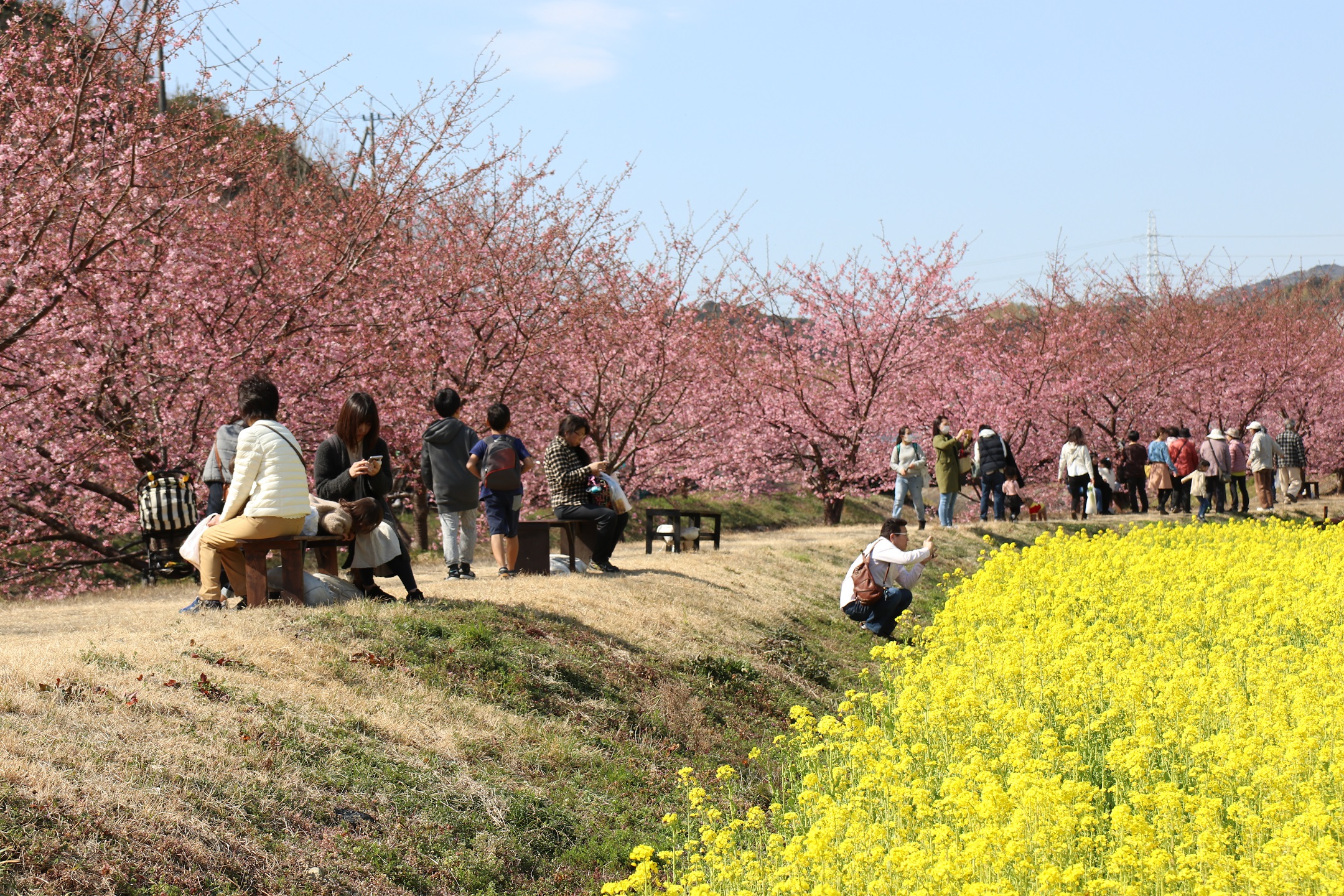河津桜と菜の花のコントラストを楽しみに、毎年多くの花見客が訪れる