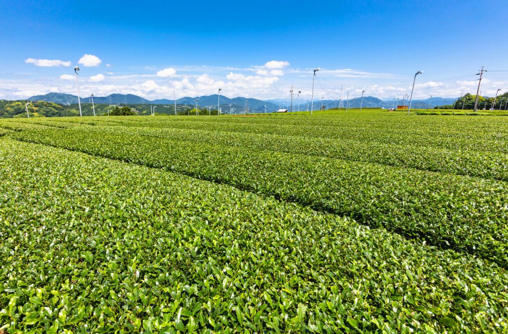 茶畑から日本茶カフェまで。静岡（浜松・島田・牧之原）でお茶を楽しめるおすすめスポット4選