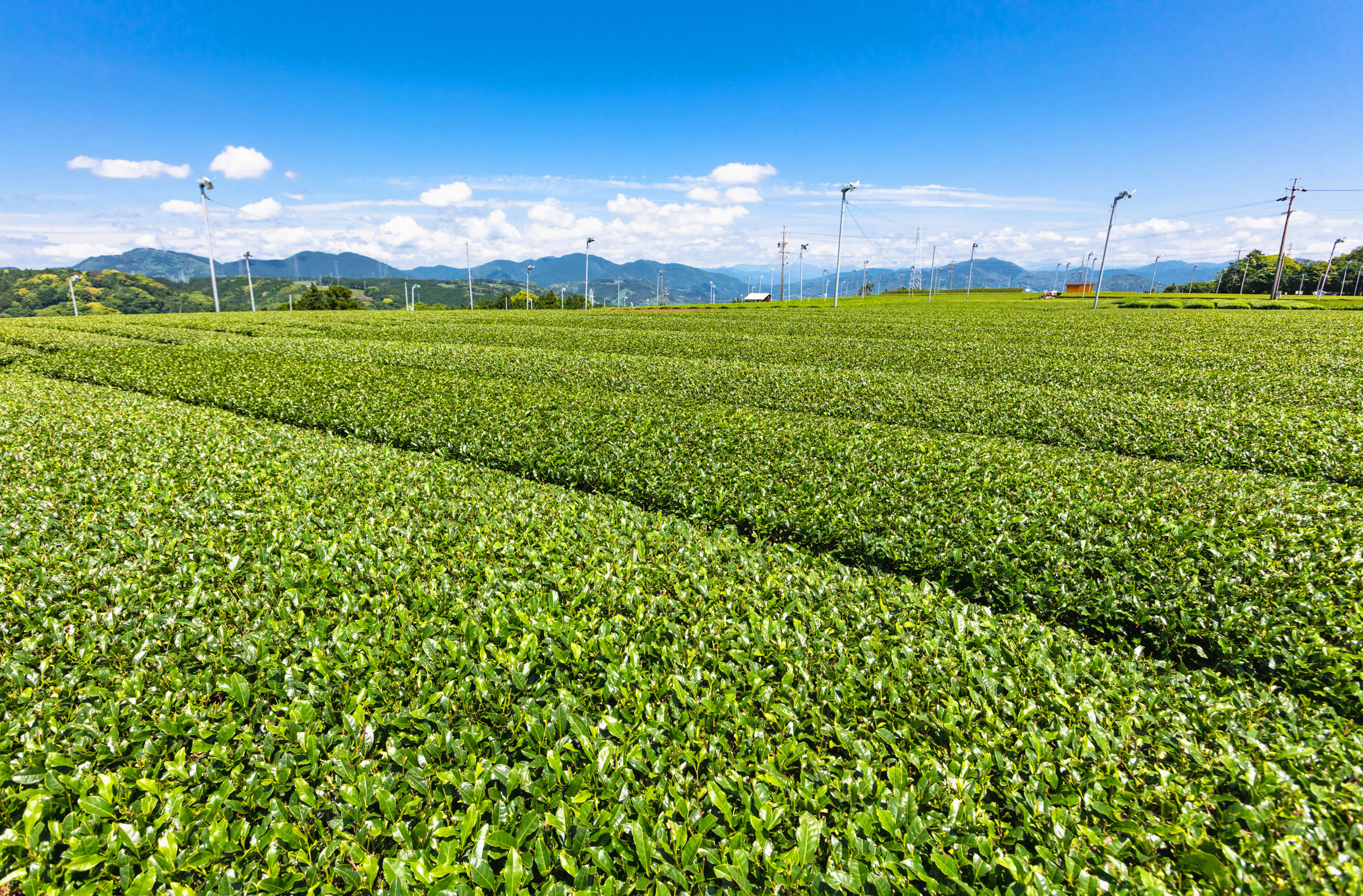 茶畑から日本茶カフェまで。静岡（浜松・島田・牧之原）でお茶を