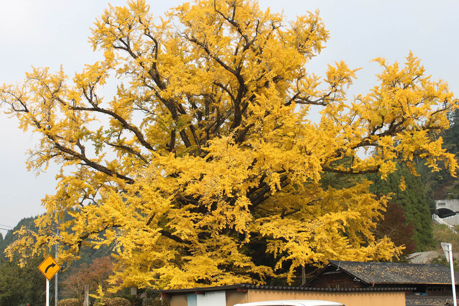 熊本県で最大のイチョウの木。地面には一面、黄色の絨毯が広がる