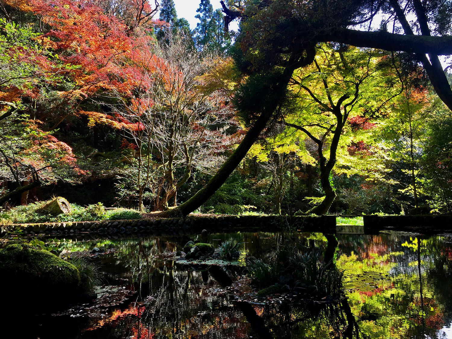 水面に紅葉が投影されて、神秘的な景色を作り出す