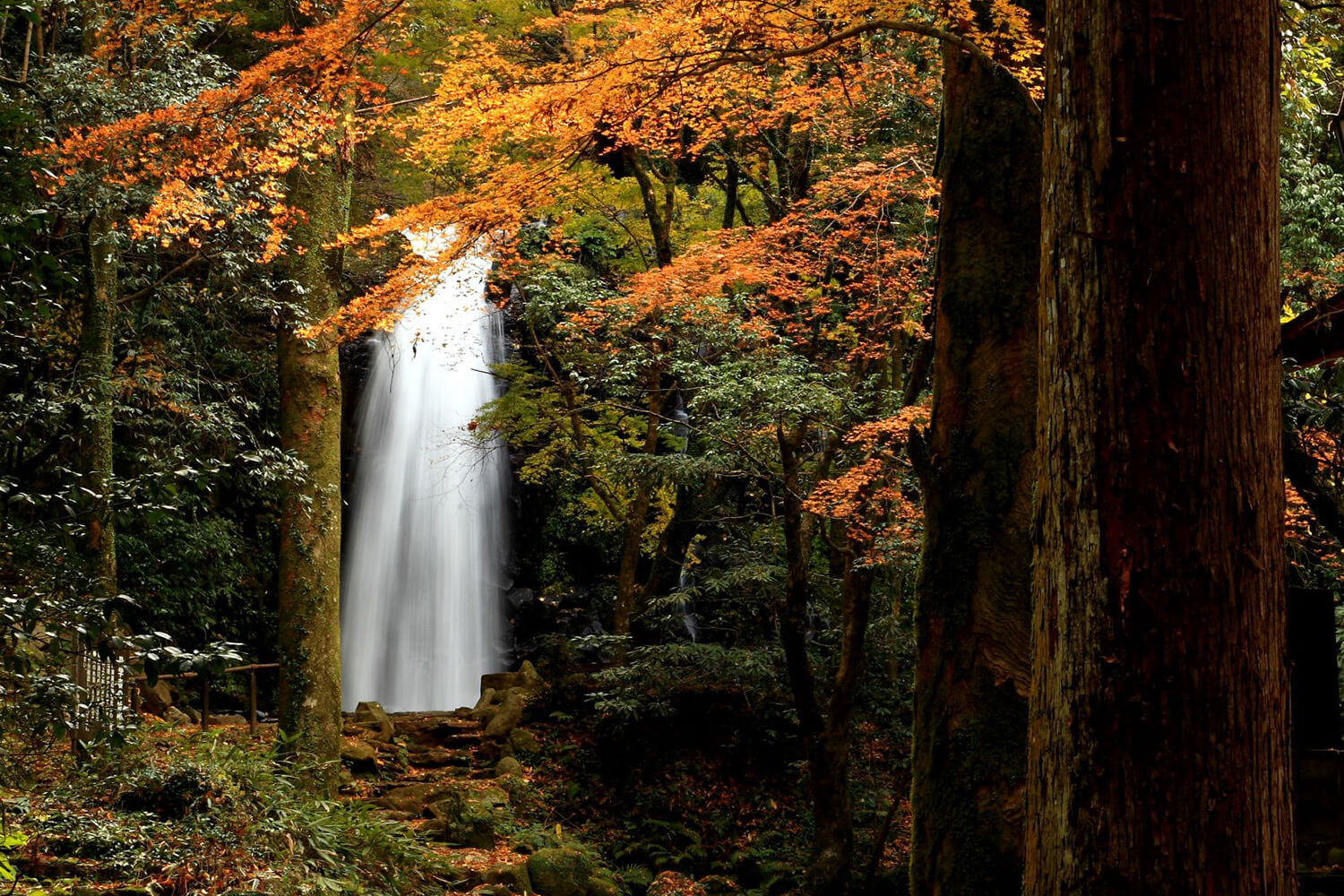 苔に包まれた静かな森の中に、美しい滝が現れる