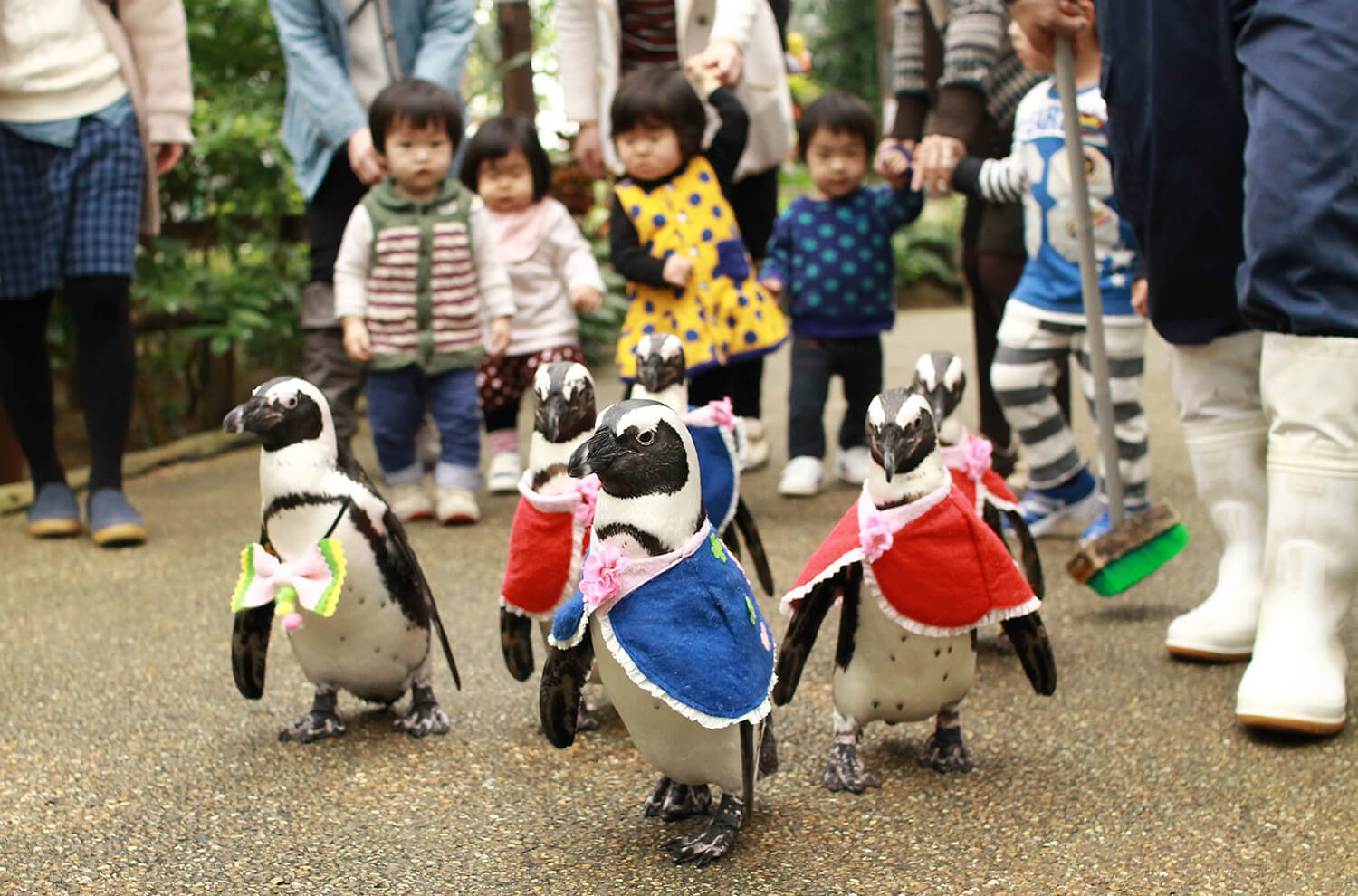 目玉の一つ「ペンギンの散歩」。自由でマイペースなペンギンの姿に思わず笑顔に