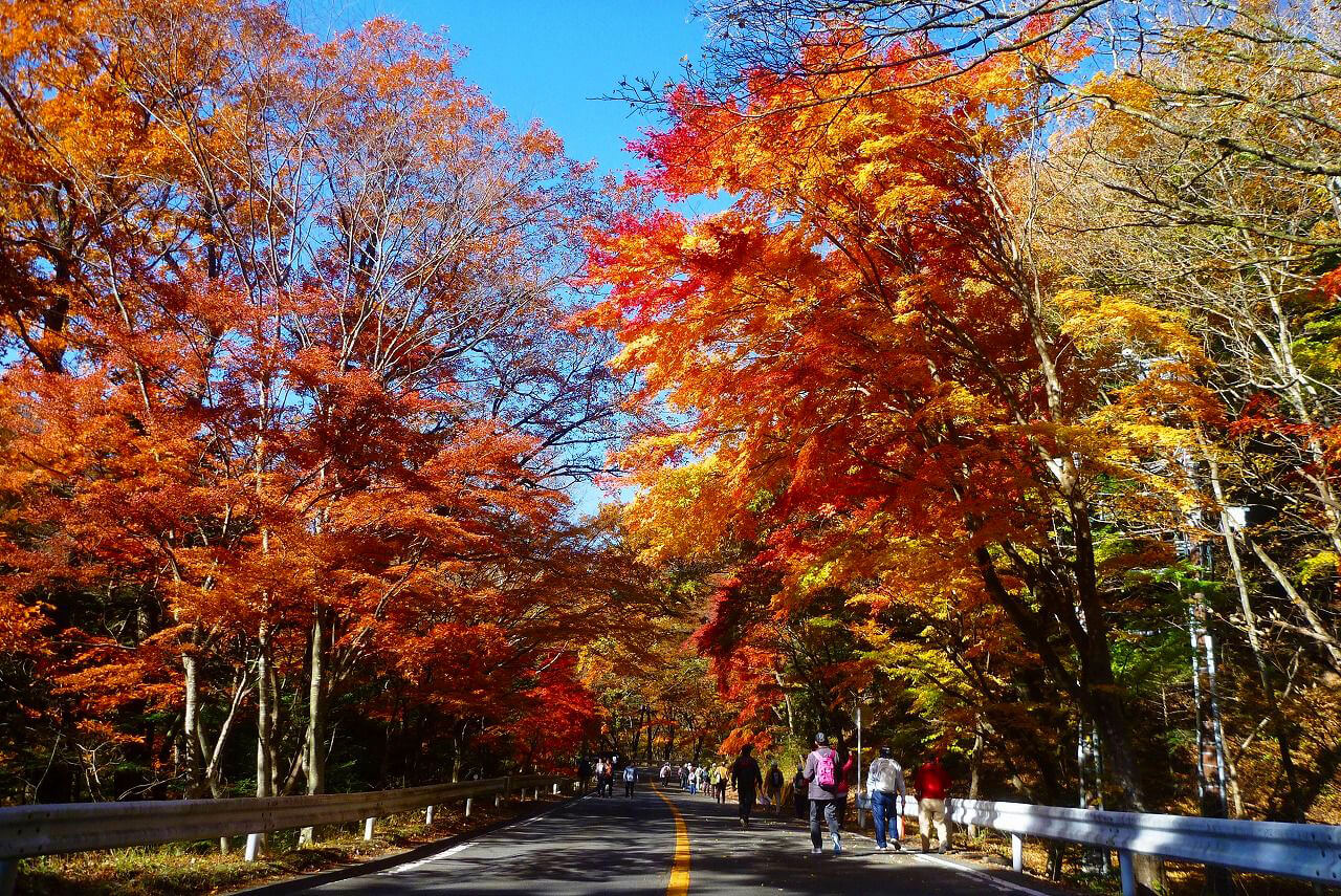 西那須野方面から「ガマ石トンネル」手前を左折して、大正浪漫街道の入り口へ。低木の紅葉を堪能できる