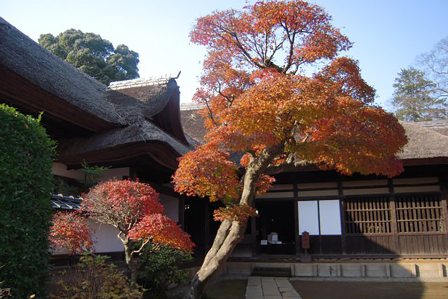 表門を潜り進むと、江戸時代を偲ばせる総茅葺きの重厚な主屋と色づいた紅葉が出迎えてくれる