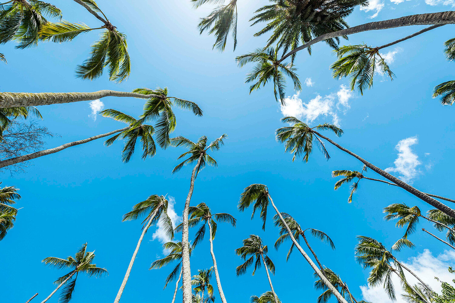 数十本の椰子の木が一堂に集まってある場所はハワイでも貴重です。