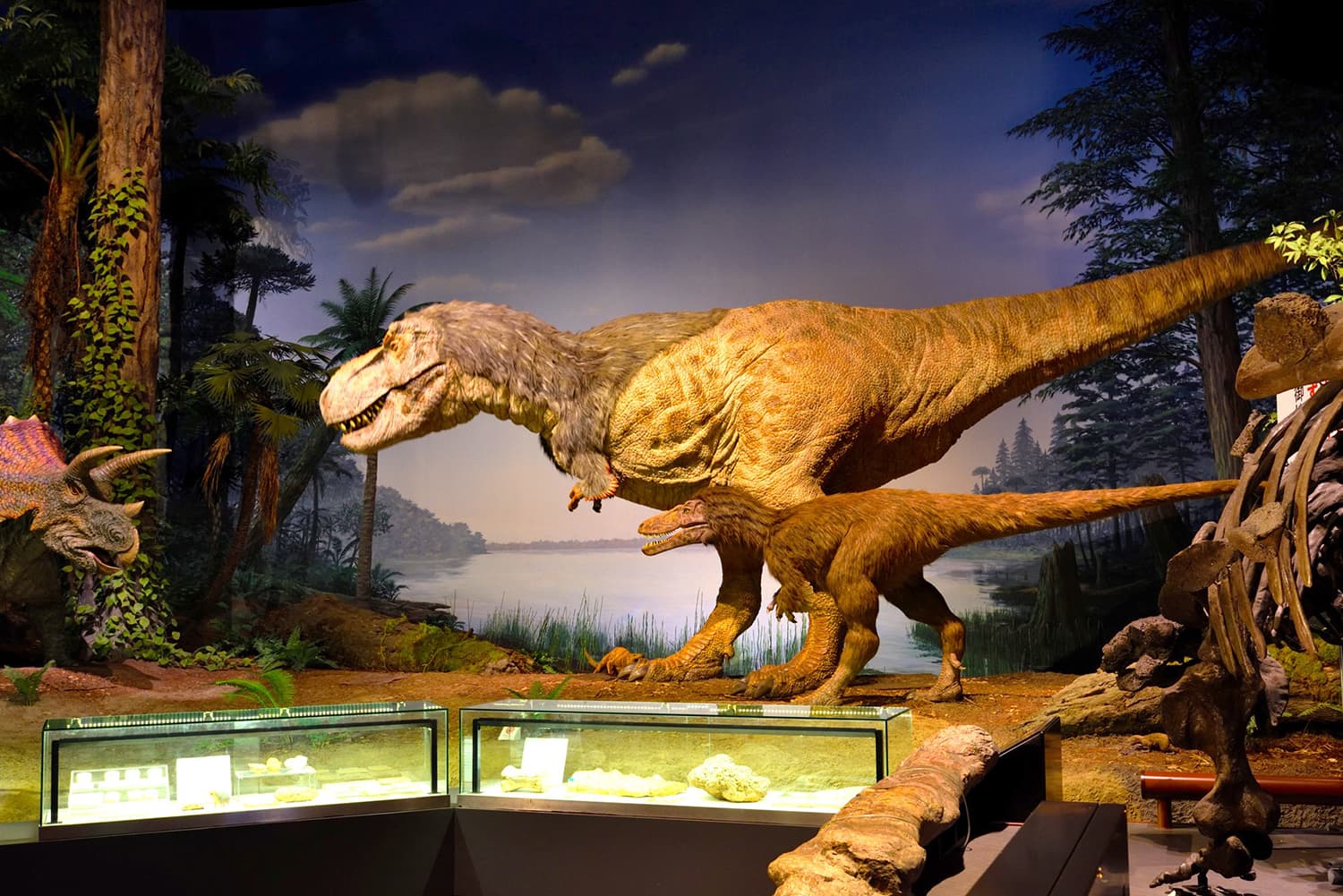 白亜紀のティラノサウルスの親子とトリケラトプスの戦いが目の前に