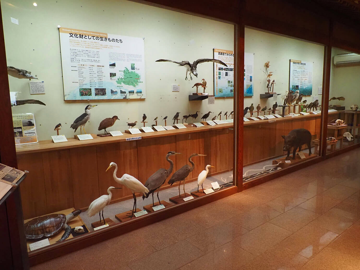 西表島に生息する貴重な鳥や動物などのはく製が多数展示されている（改修前）　©️環境省西表野生生物保護センター