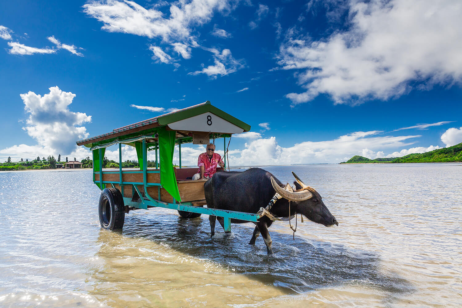 西表島から由布島への唯一の交通手段となる水牛車