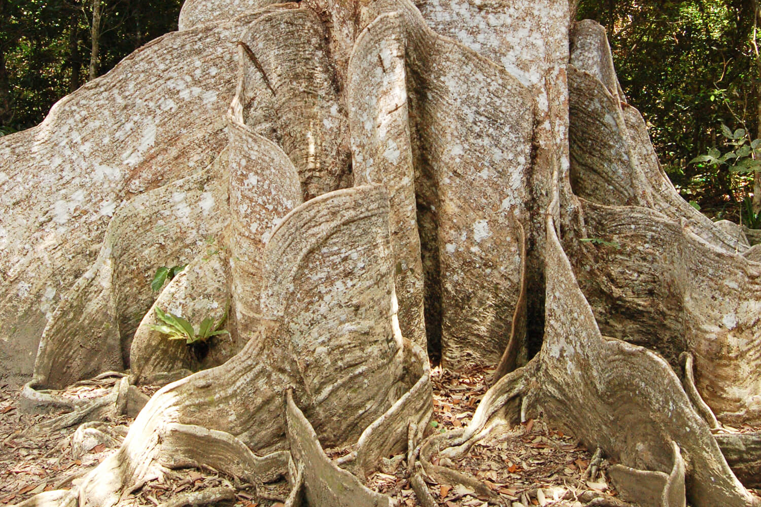 板状の根が特徴的なサキシマスオウノキ