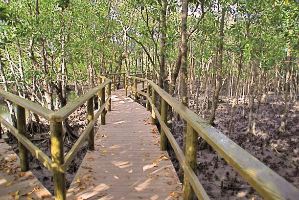 マングローブ林に設置された木道は絶好のウォーキングエリア ©️竹富町役場
