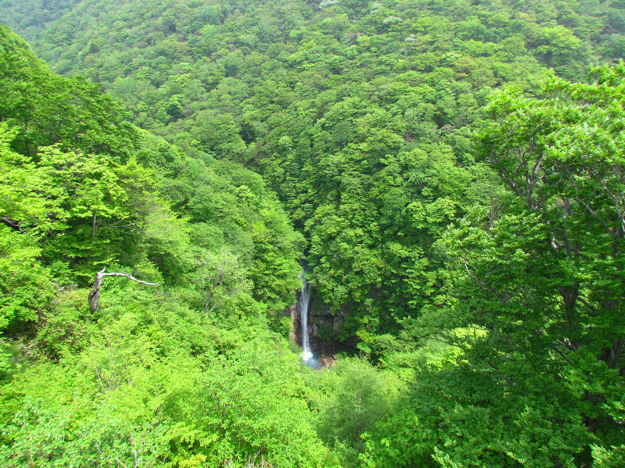 観瀑台から、美しい駒止の滝を見下ろすことができる