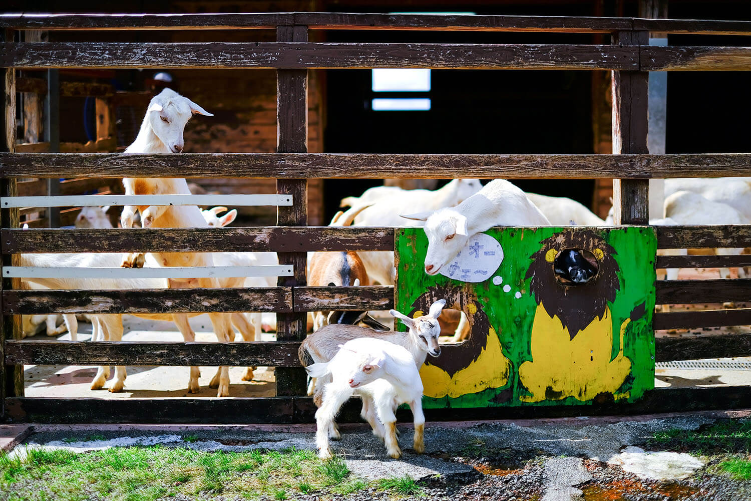 「動物ふれあい広場」では、ヤギや羊、ポニーたちにエサやりができる