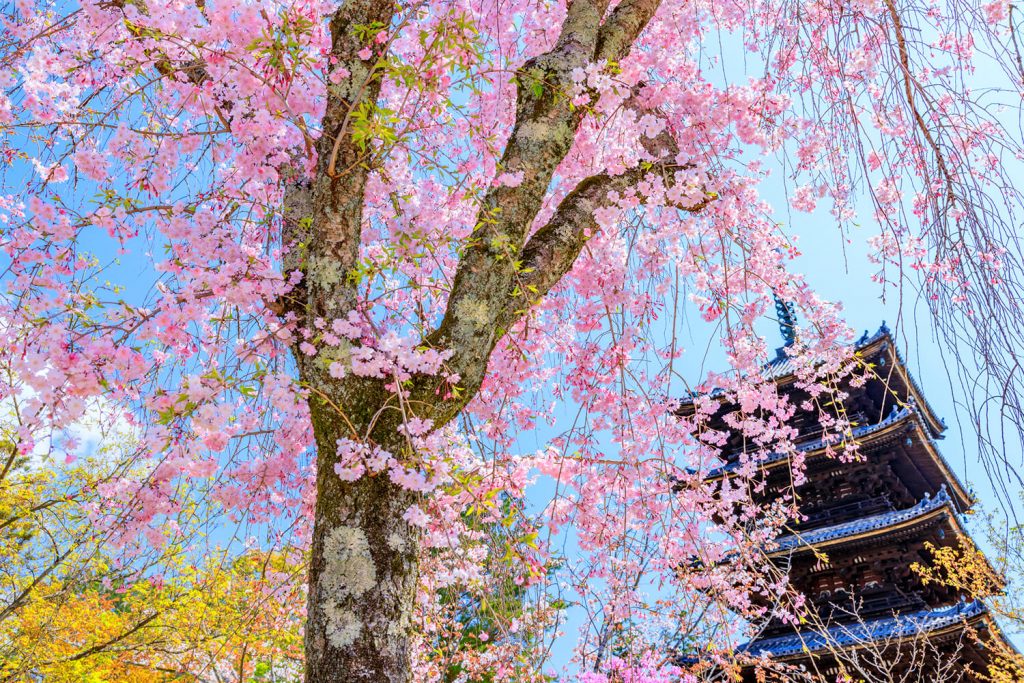 【2024年度版】京都嵐山エリア・嵐電沿いのおすすめ桜スポット