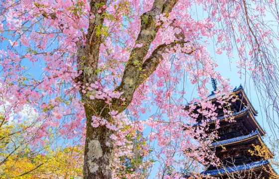 【2024年度版】京都嵐山エリア・嵐電沿いのおすすめ桜スポット