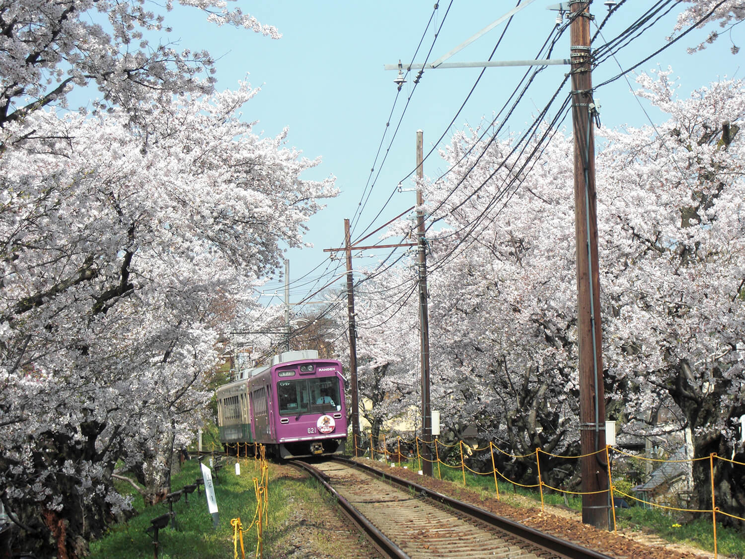 見頃を過ぎる頃には、電車が行き交う風に吹かれて桜吹雪が舞い上がる光景も目にすることができる（画像提供：京福電気鉄道）