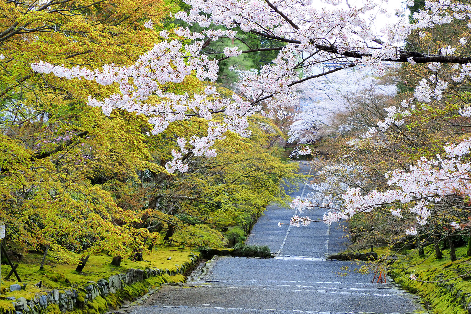 小倉山を借景に、春色に染まる参道（画像提供：二尊院）