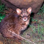 西表島にのみ生息する「イリオモテヤマネコ」の生態や保護活動を知る旅